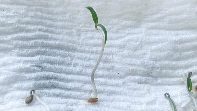 viva_blog_seeds_6