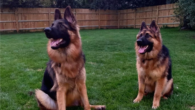 Dogs on the lawn