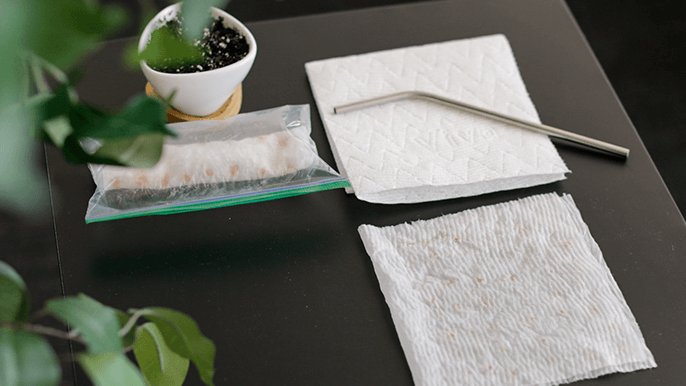 Prepared seeds for germination using the paper towel
