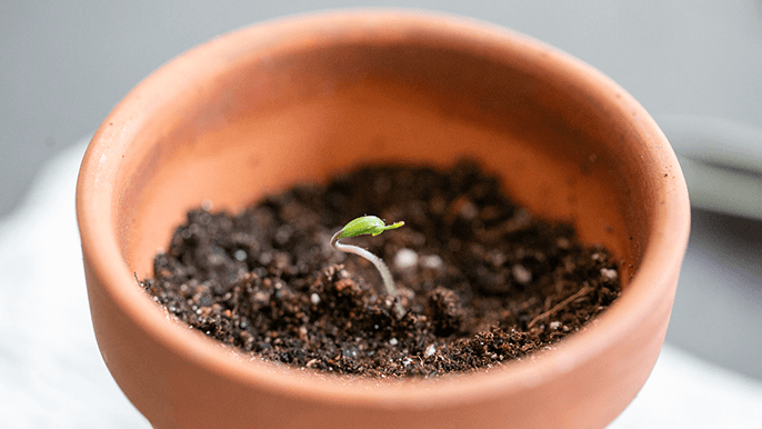Transfer germinated seeds to pots